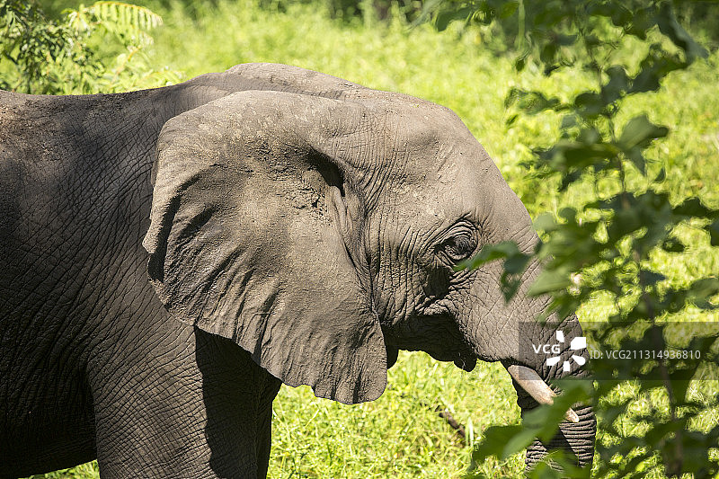 马拉维希雷河谷马杰特野生动物保护区的非洲象图片素材