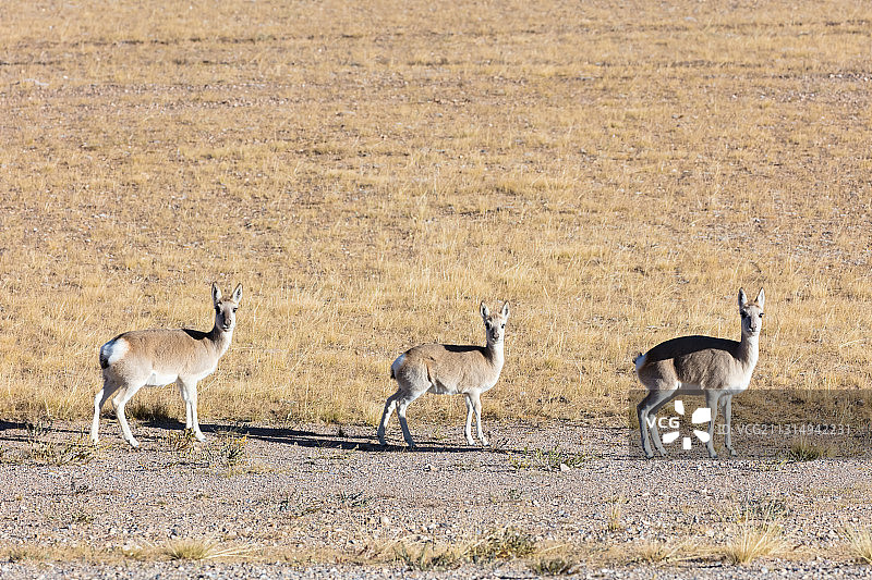 西藏羌塘草原上的藏原羚图片素材