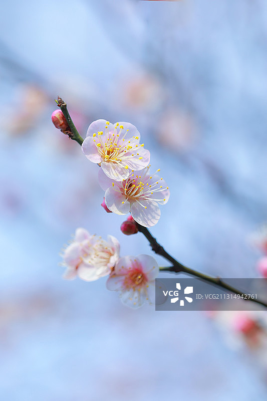 一支盛开的梅花图片素材