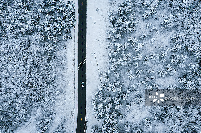 冬，是树的裸季图片素材
