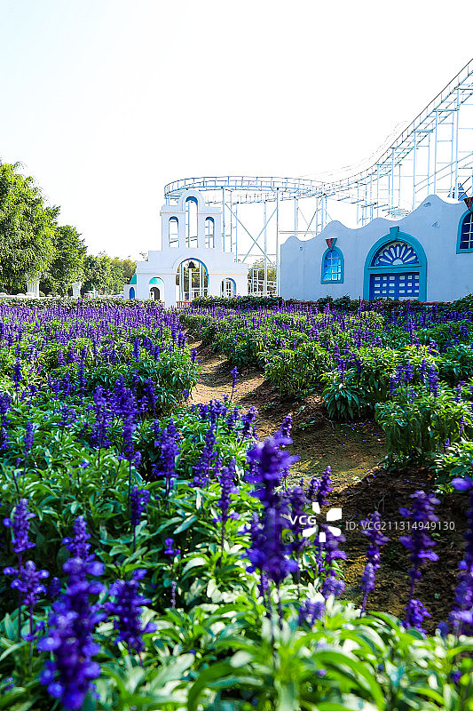 薰衣草花园图片素材