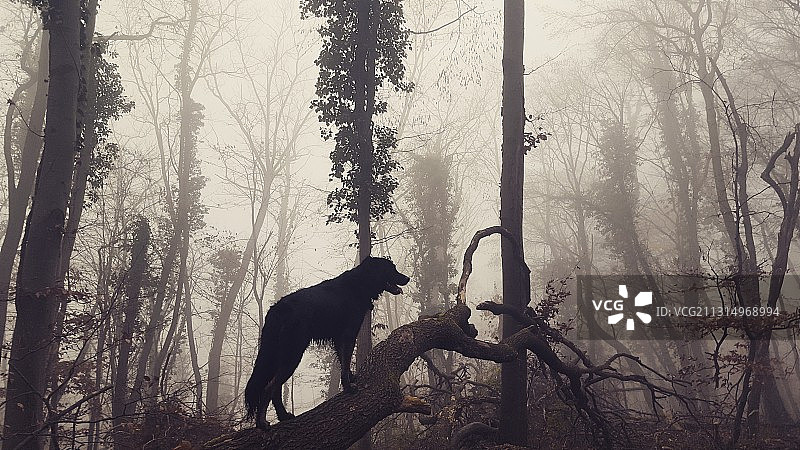 雾中森林的狗剪影图片素材