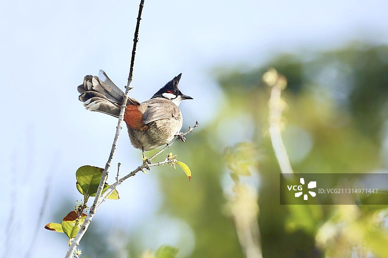 红耳鵯图片素材
