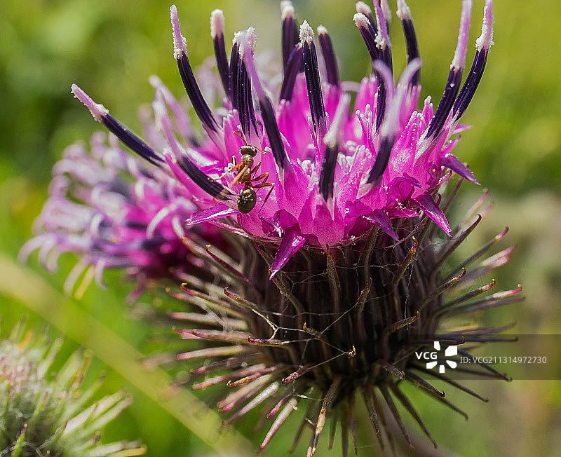 紫色蓟花特写图片素材