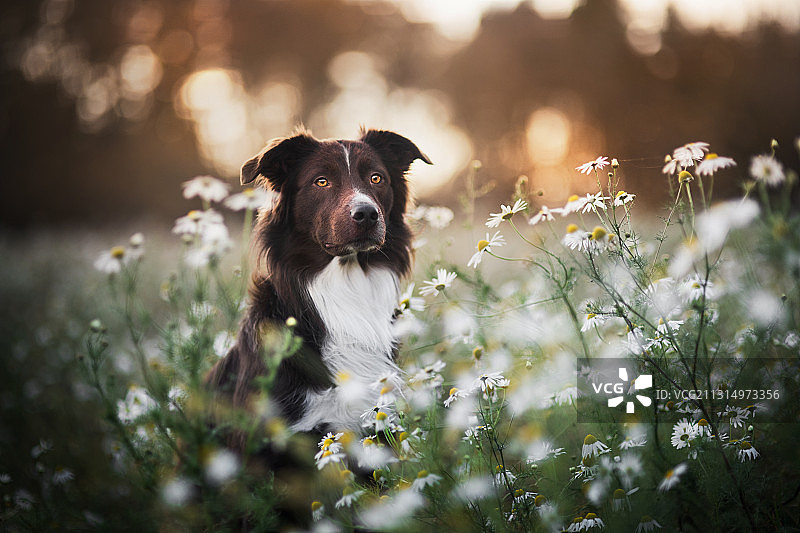 纯种柯利犬站在波兰田野植物中的肖像图片素材