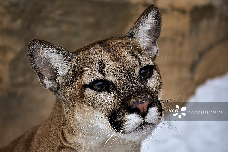 美国明尼苏达州冬季美洲狮特写图片素材