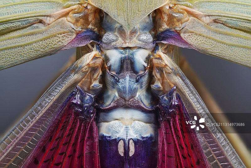 草蜢身体的特写镜头图片素材