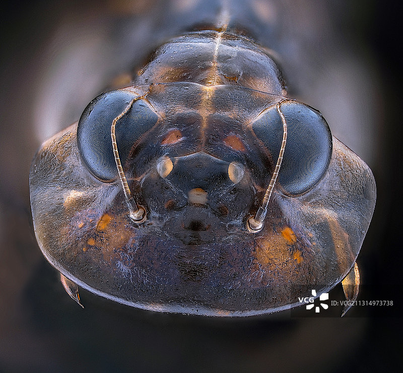 丰年虾特写图片素材