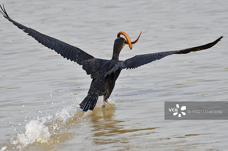 飞越湖面的鸬鹚特写图片素材