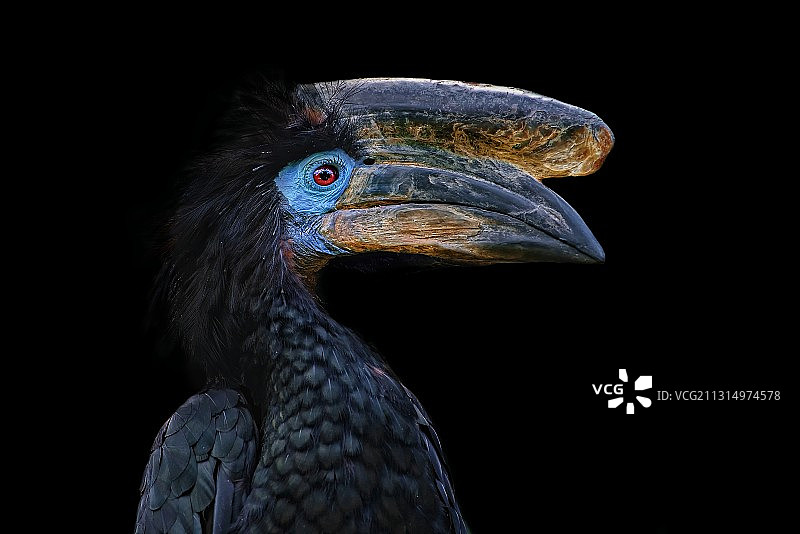 黑背景下的犀鸟特写图片素材