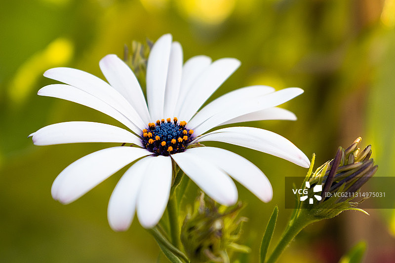 白色非洲雏菊，德里，印度图片素材