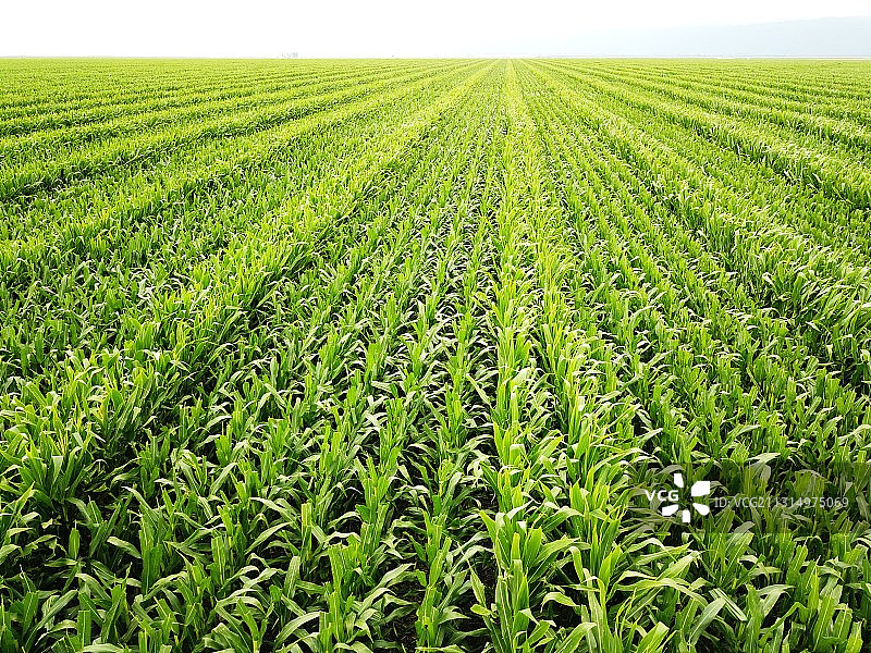 阿根廷拉科查省的田野风光图片素材