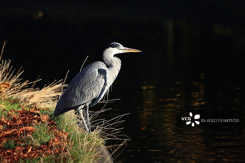 苍鹭栖息在爱尔兰都柏林Ballsbridge水边的侧视图图片素材