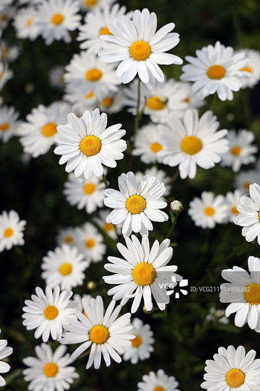 白色雏菊花的特写图片素材