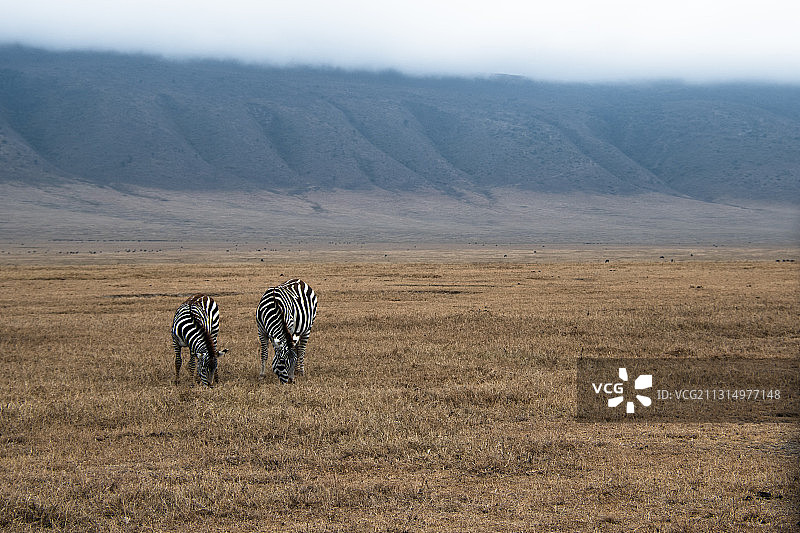 恩戈罗恩戈罗火山口坦桑尼亚平原上吃草的两只斑马图片素材