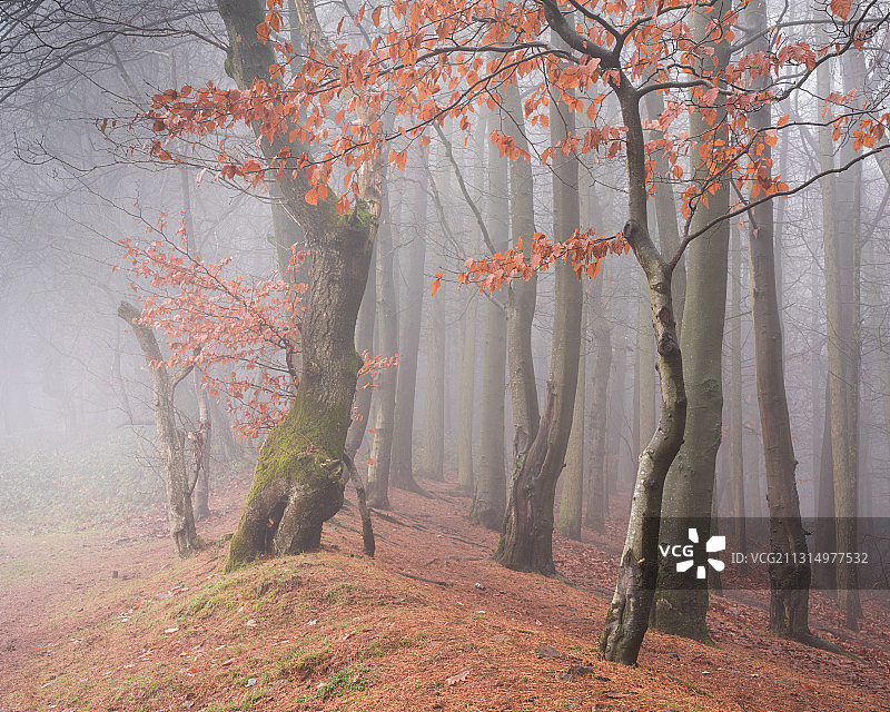 秋季森林中的树木，英国西米德兰兹郡斯托布里奇克伦特山图片素材