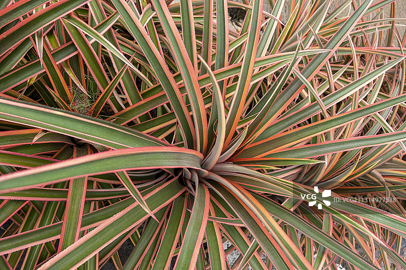 印度尼西亚棉兰的棕榈叶特写镜头图片素材