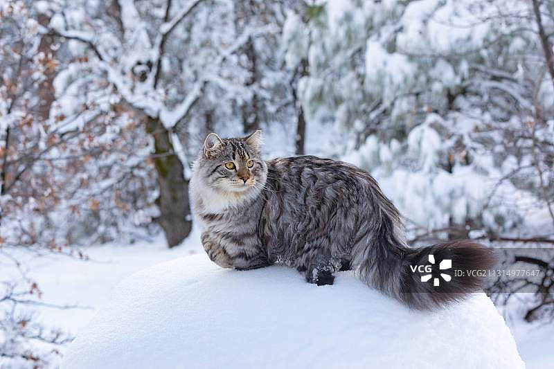 加利福尼亚雪景中的猫图片素材