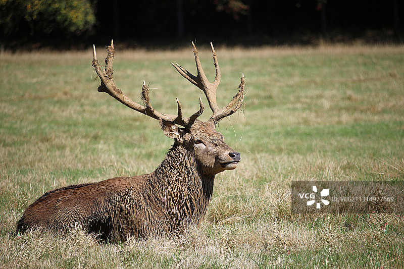 英国伦敦田野中站立的红鹿侧视图图片素材