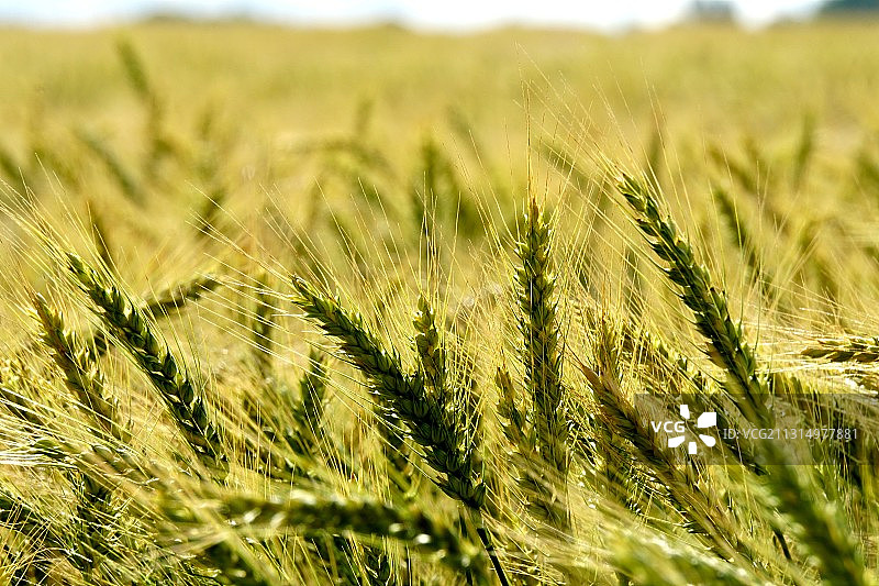 麦田里小麦生长的特写图片素材