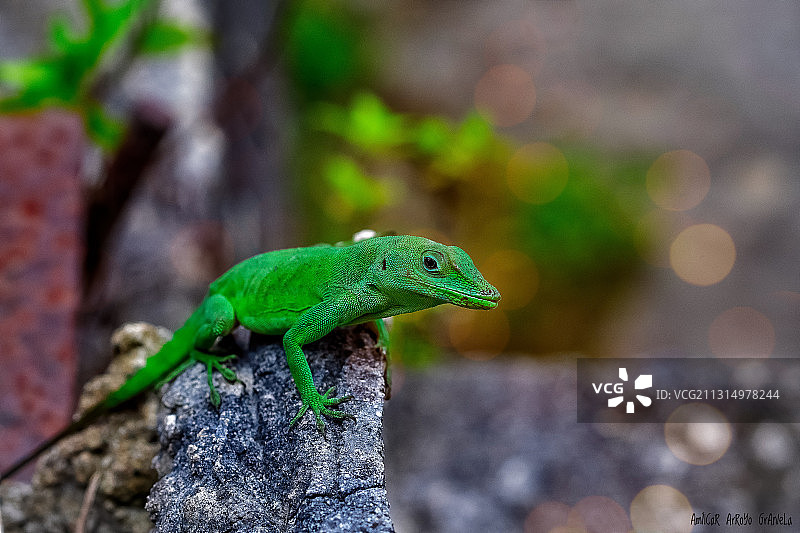 岩石上的变色蜥蜴特写，波多黎各维拉尔巴图片素材