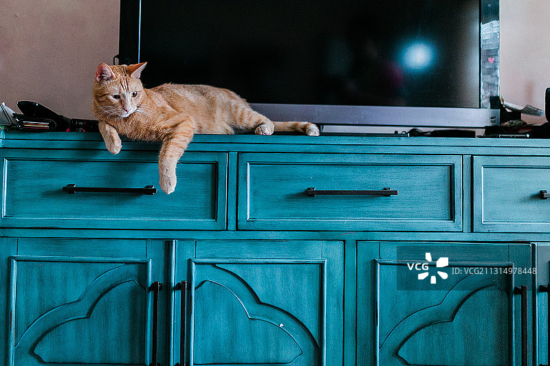 猫咪躺在电视前的柜子上图片素材