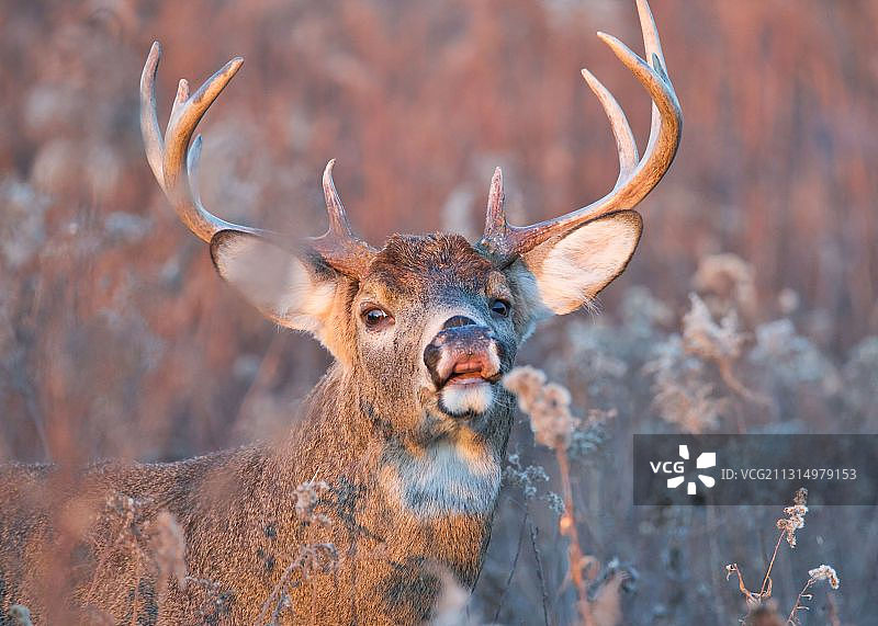 美国伊利诺伊州格伦维尤：森林中的鹿肖像图片素材