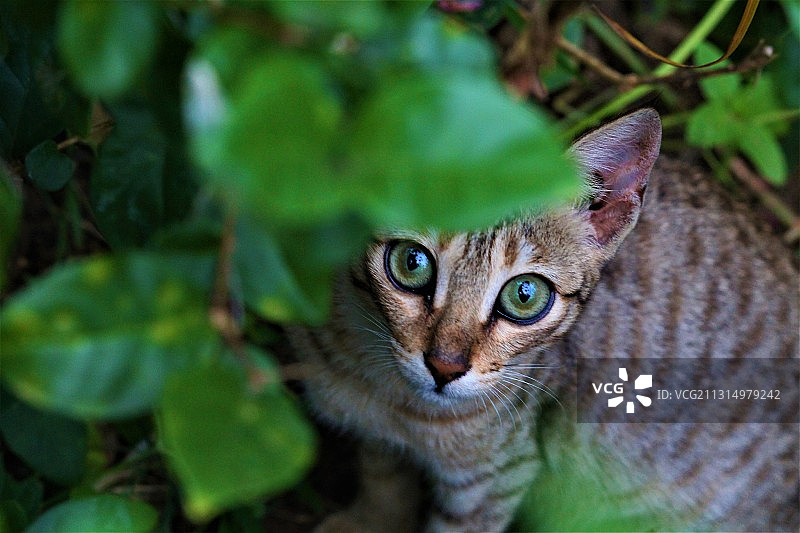 印度喀拉拉邦，坐在植物下的猫的画像图片素材