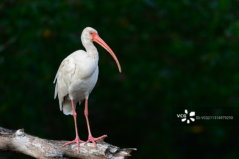 朱鹭栖息在树枝上的特写镜头，美国佛罗里达州萨尼贝尔岛图片素材