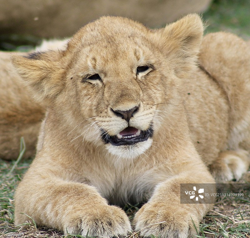小狮子幼崽躺在草地上的特写，肯尼亚马赛马拉国家保护区图片素材