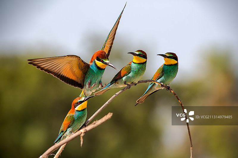 栖息在树枝上的欧洲蜂虎鸟特写，巴林图片素材