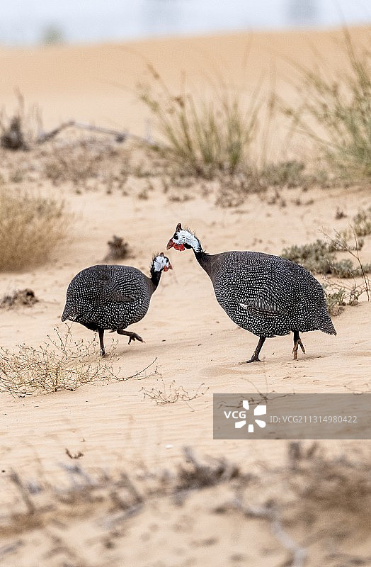 迪拜阿联酋沙漠中的珍珠鸡图片素材