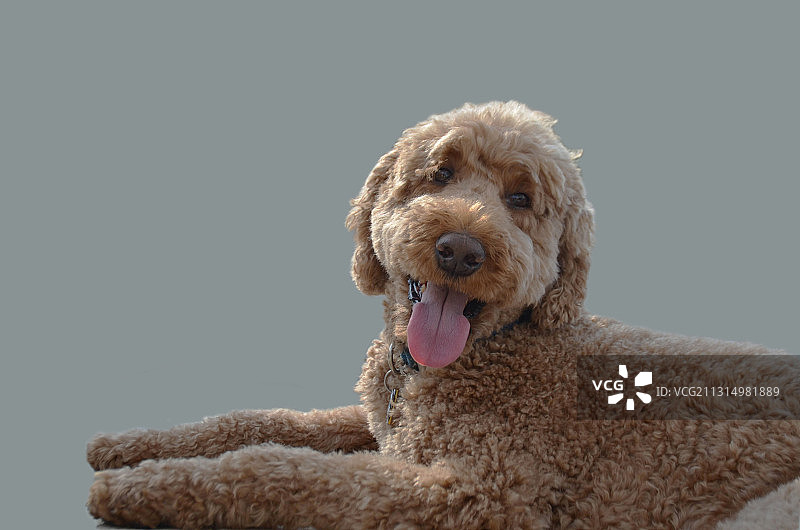 灰色背景下的纯种贵宾犬图片素材