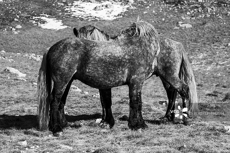 两匹马图片素材