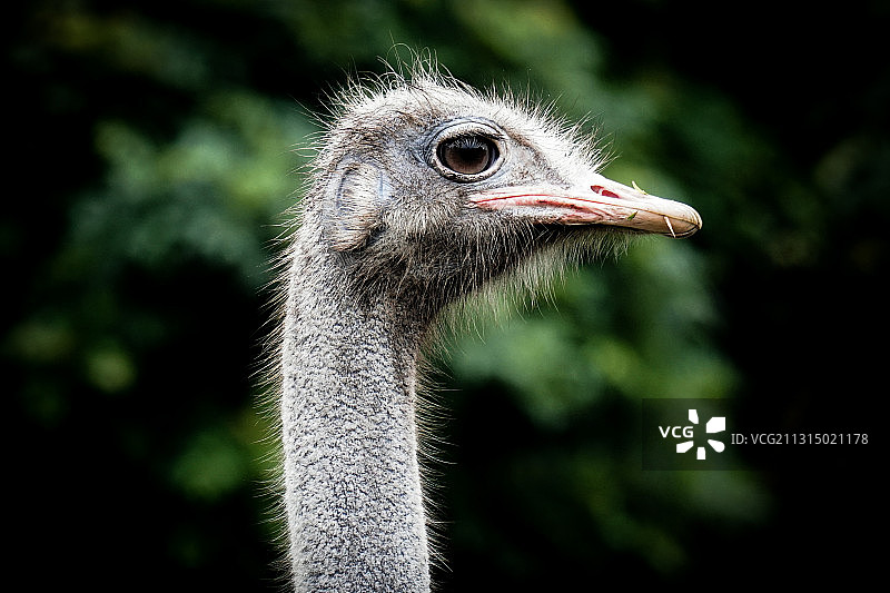 鸵鸟特写图片素材