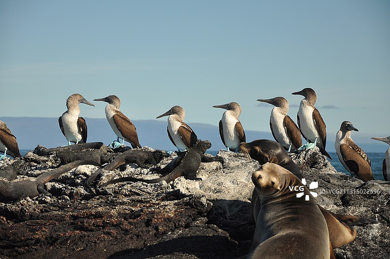 加拉帕戈斯群岛的岩石上各种动物图片素材