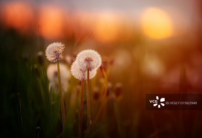 捷克共和国：春日夕阳下的蒲公英图片素材