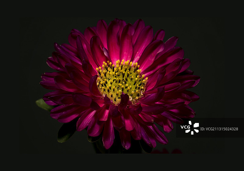 孟加拉国达卡尼克坦住宅项目黑色背景下的花朵特写图片素材