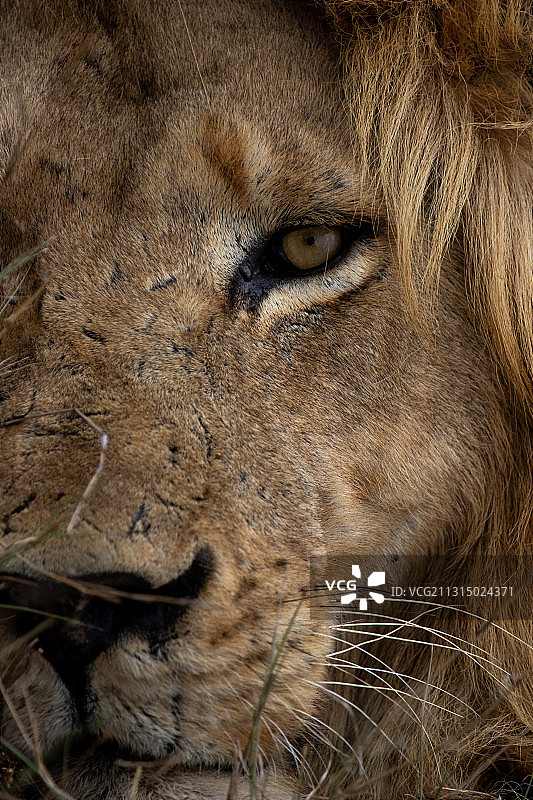 狮子特写肖像，南非蒂姆巴瓦蒂野生动物保护区图片素材