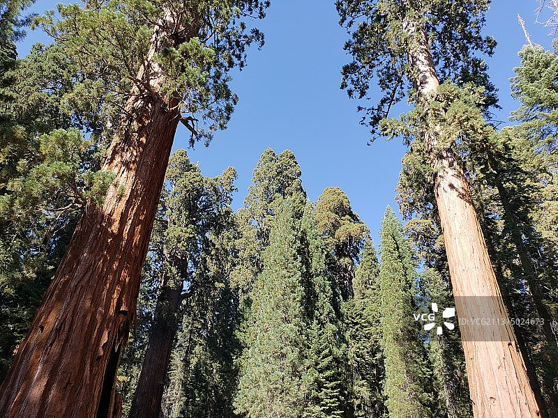 低角度的树木对天空图片素材