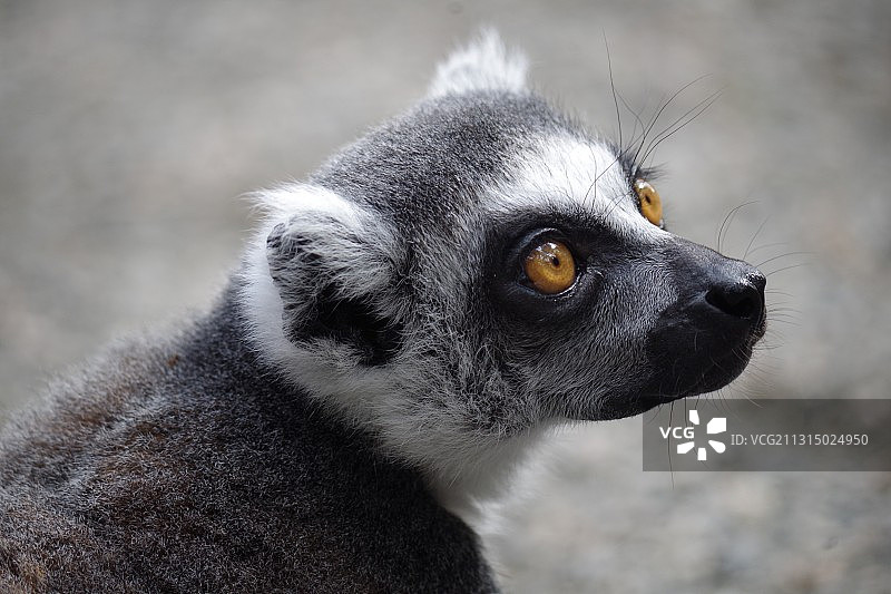 环尾狐猴的特写，挪威克里斯蒂安桑卡德蒙图片素材