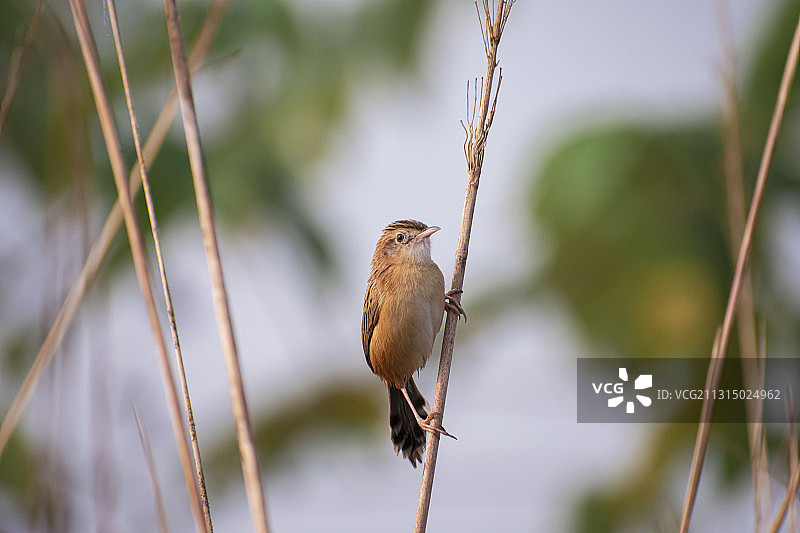 鸣禽莺栖息在植物上（印度西孟加拉邦巴鲁伊普尔）图片素材