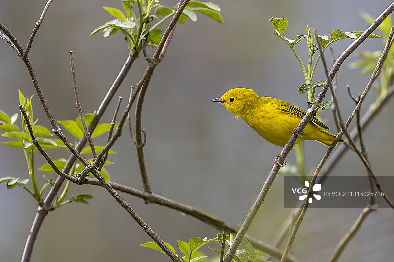 黄莺栖息在树枝上的特写，美国基瑟湖州立公园图片素材