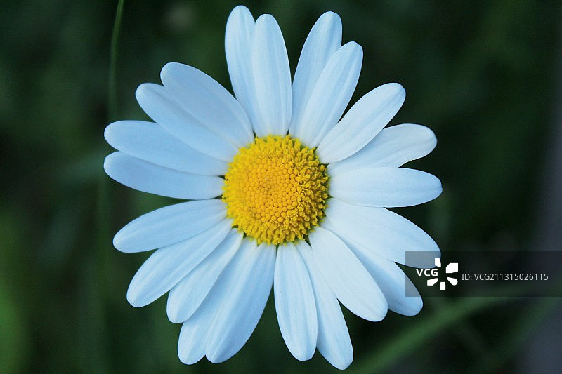 白色雏菊花的特写图片素材