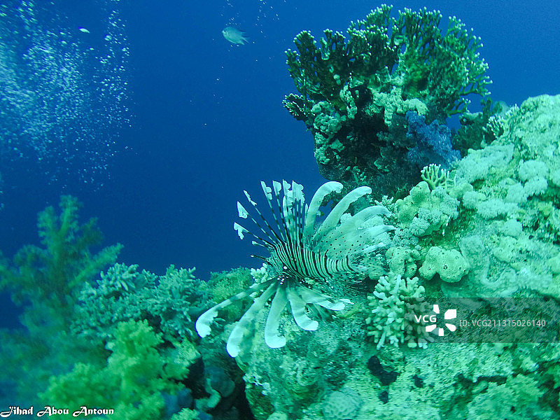 海中狮子鱼特写图片素材