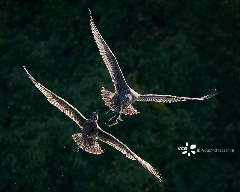 两只海鸥在空中争夺鱼图片素材