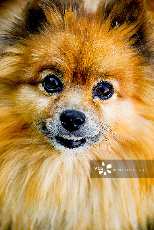 博美犬特写图片素材