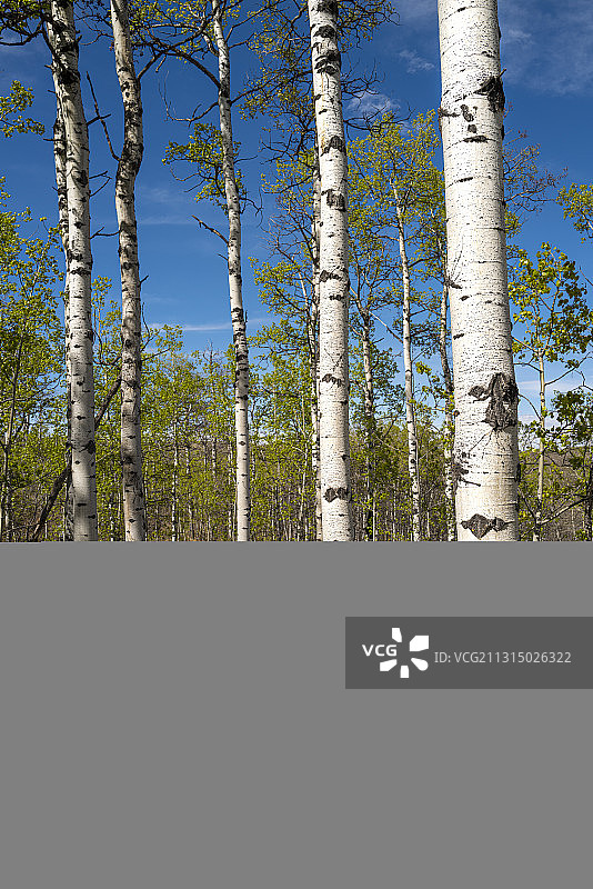 加拿大森林中的白桦树图片素材