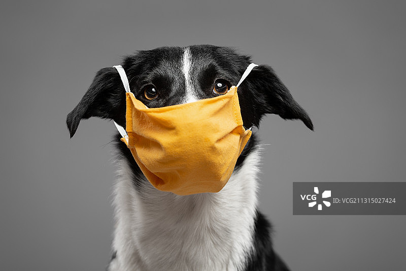 灰色背景下戴黄色口罩的狗的特写肖像图片素材