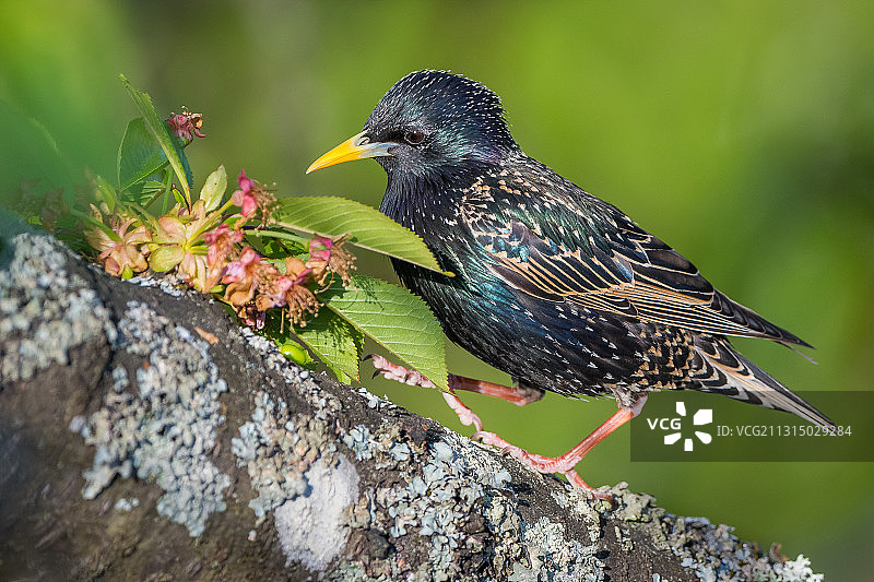 普通椋鸟在樱桃树上，萨克雷，法国图片素材